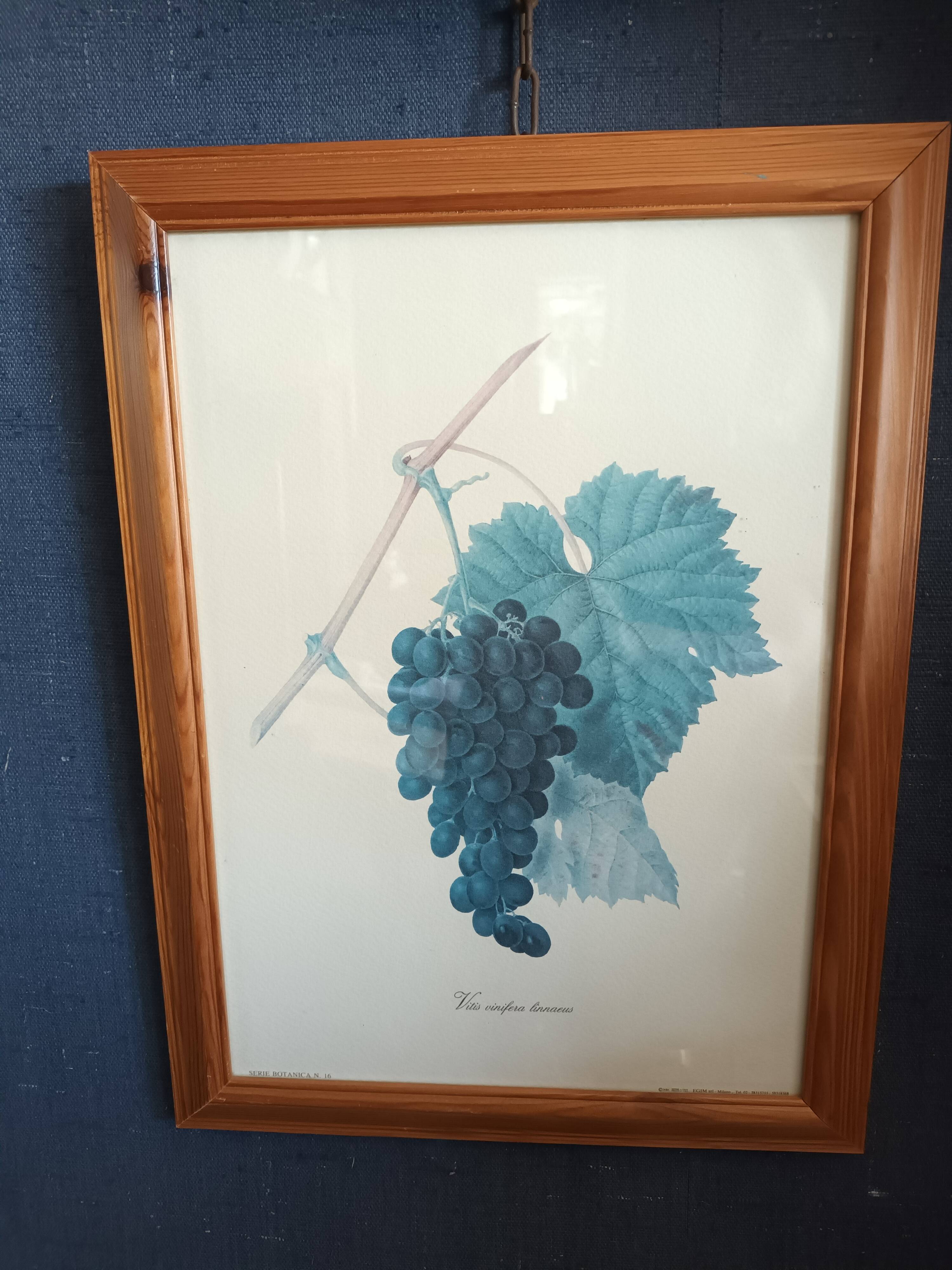 Botanical lithographs bunch of grapes