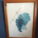 Botanical lithographs bunch of grapes