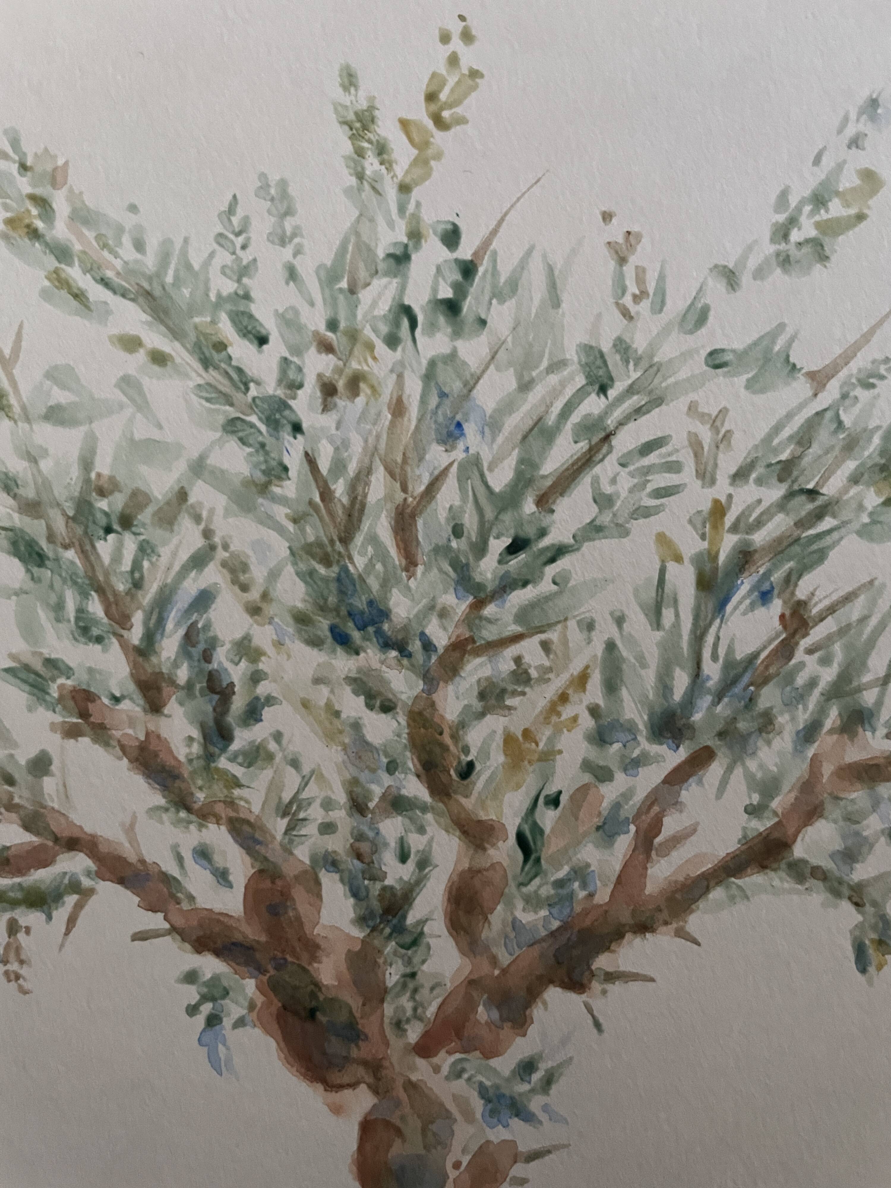 Painting signed watercolor Provençal landscape “the olive tree”