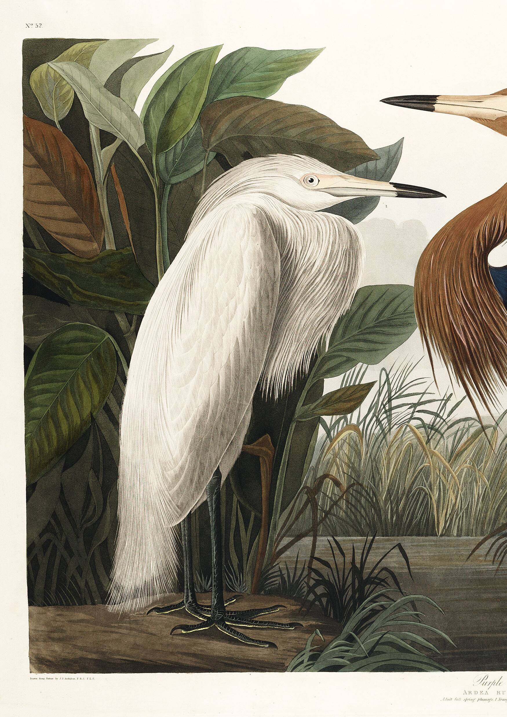 Poster about the Reddish Heron, after an old engraving from 1827.