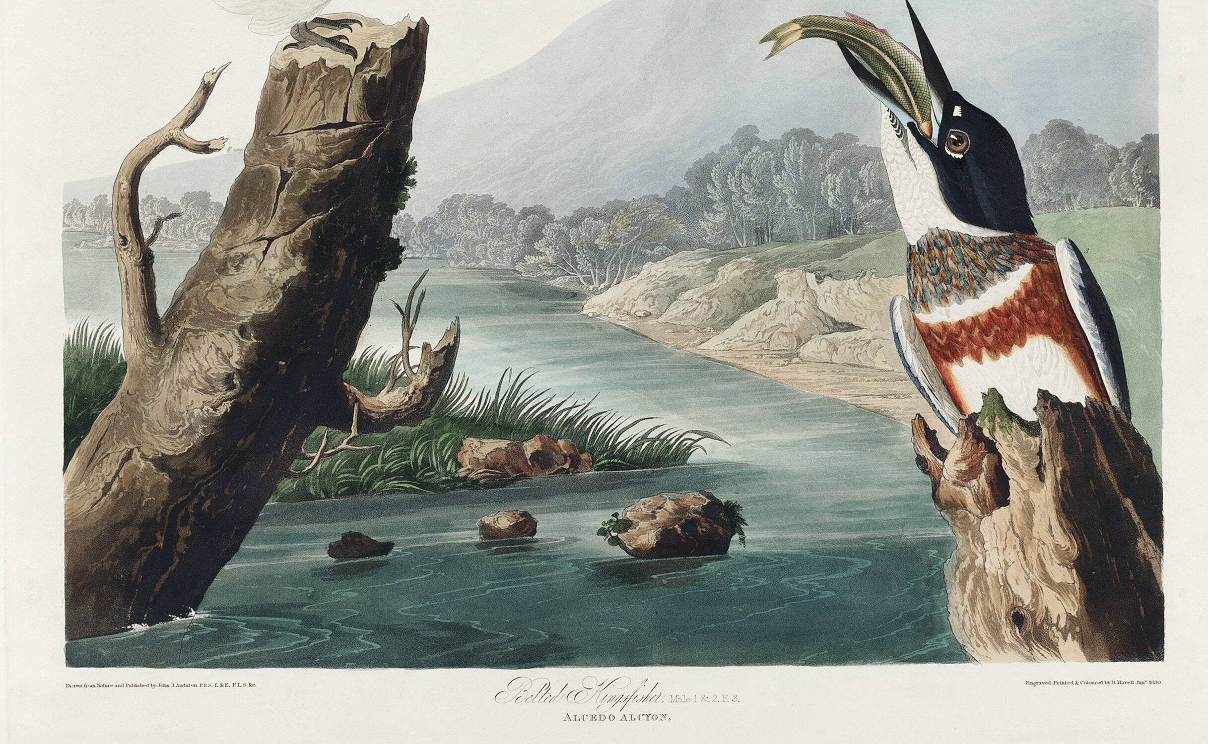 Poster of the American Kingfisher, based on an old engraving
