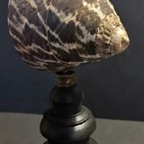 Cabinet of Curiosities shell tectus niloticus on base