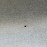 Cocotte Cocelle Loewy Creuset