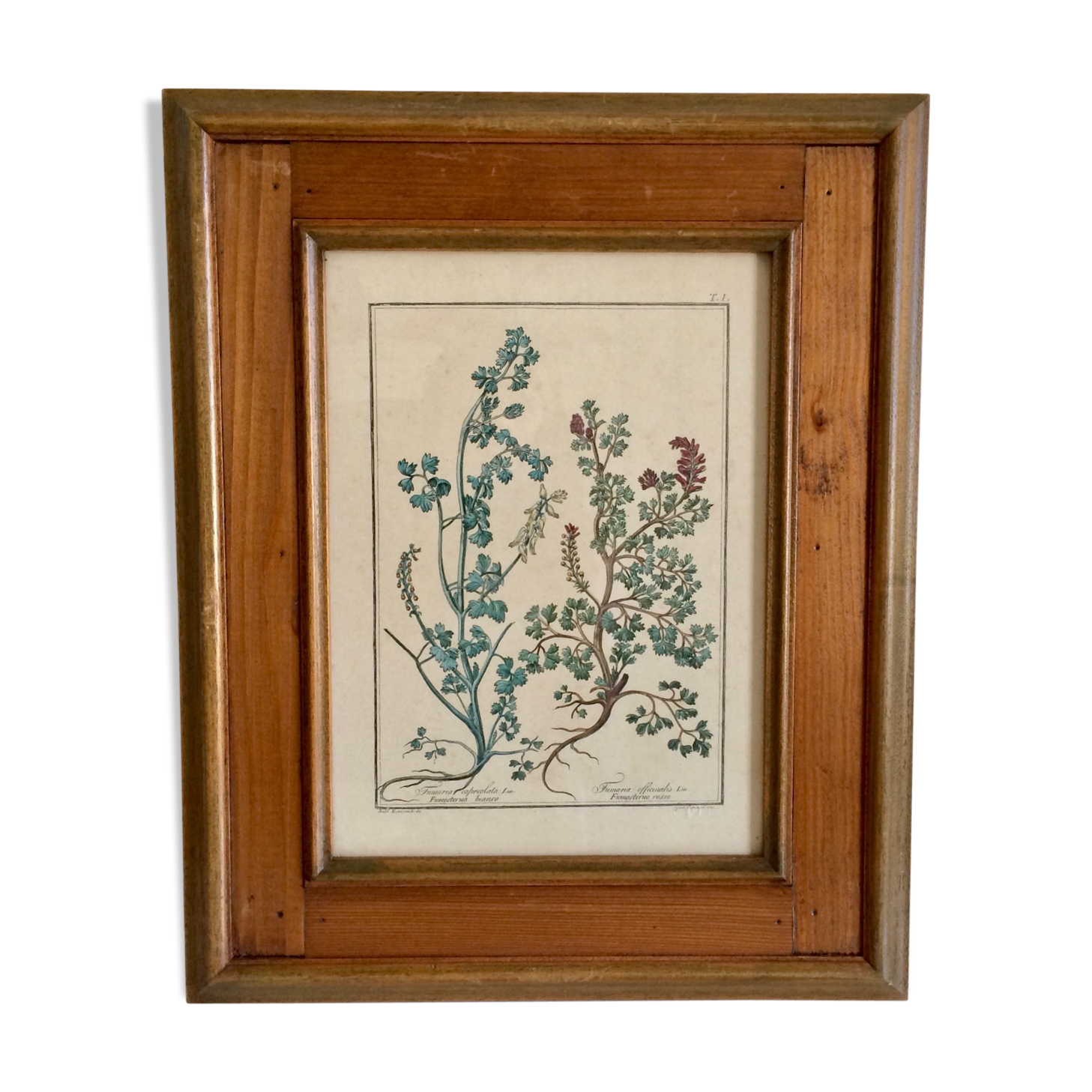 Framed botanical board
