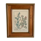 Framed botanical board