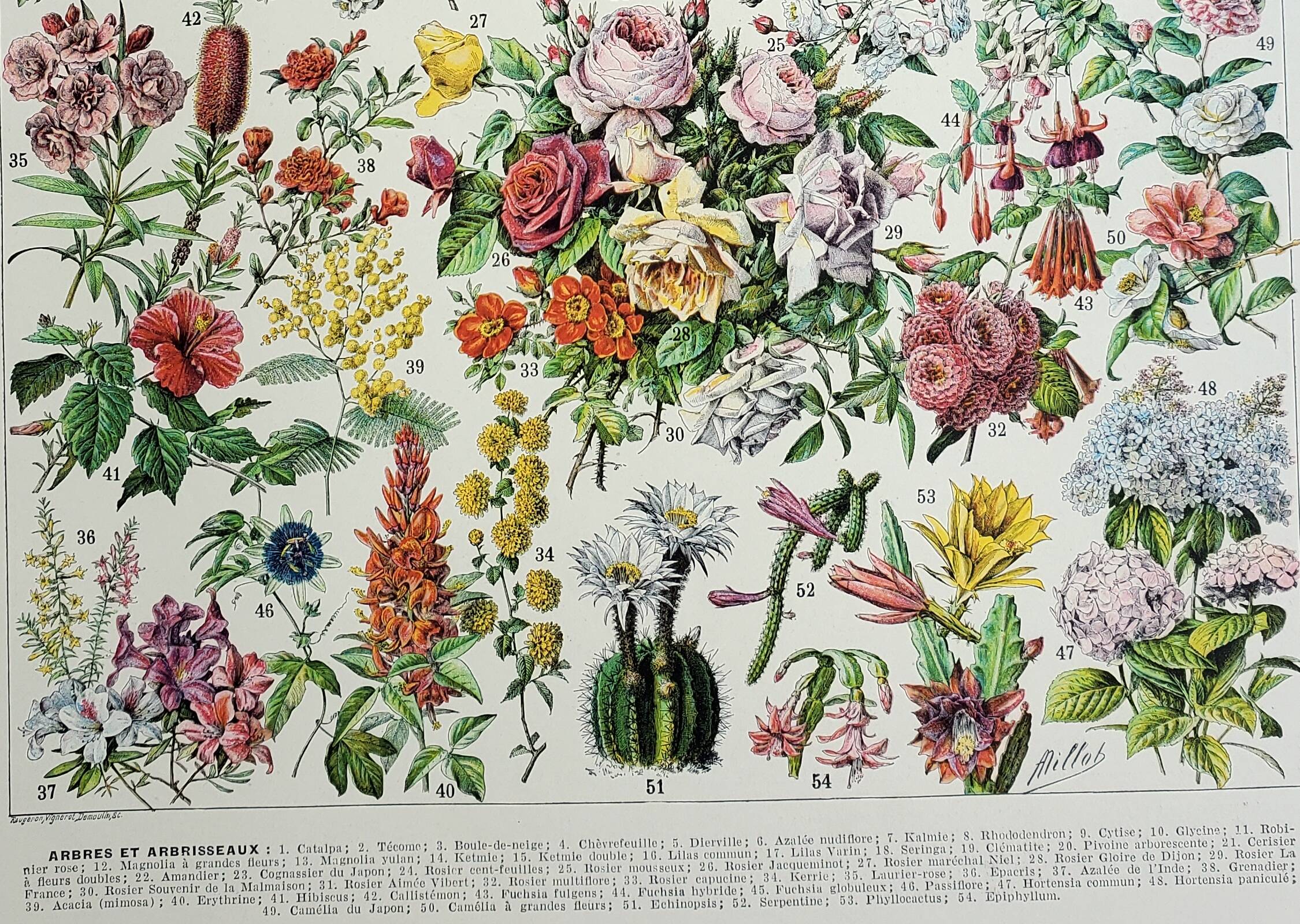 Old engraving 1928, Flower 2, plant, flowerbed, horticulture • Lithograph, Original plate
