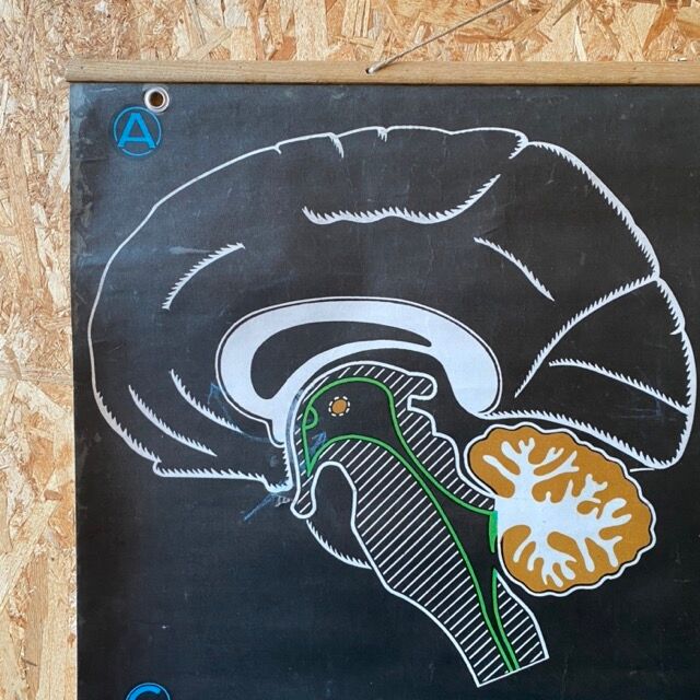 Dr. Auzoux's school poster "The brain"