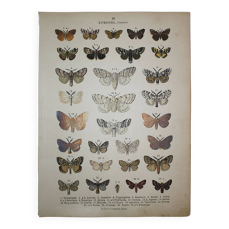 Old engraving of Butterflies - Lithograph from 1887 - Gonostigma - Original illustration