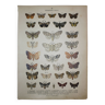 Gravure ancienne de Papillons - Lithographie de 1887 - Gonostigma