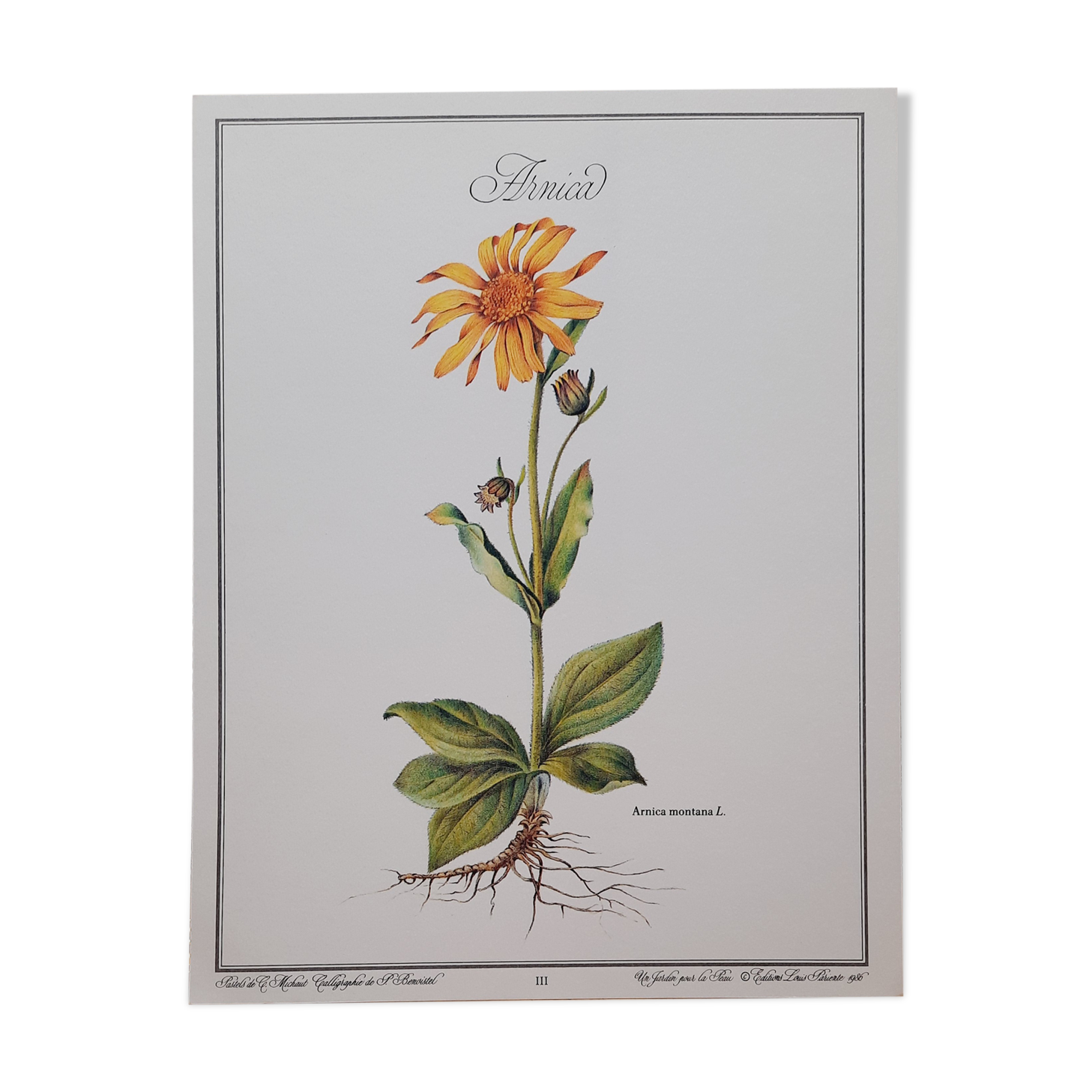 Planche botanique Arnica