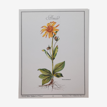 Planche botanique Arnica