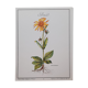 Planche botanique Arnica