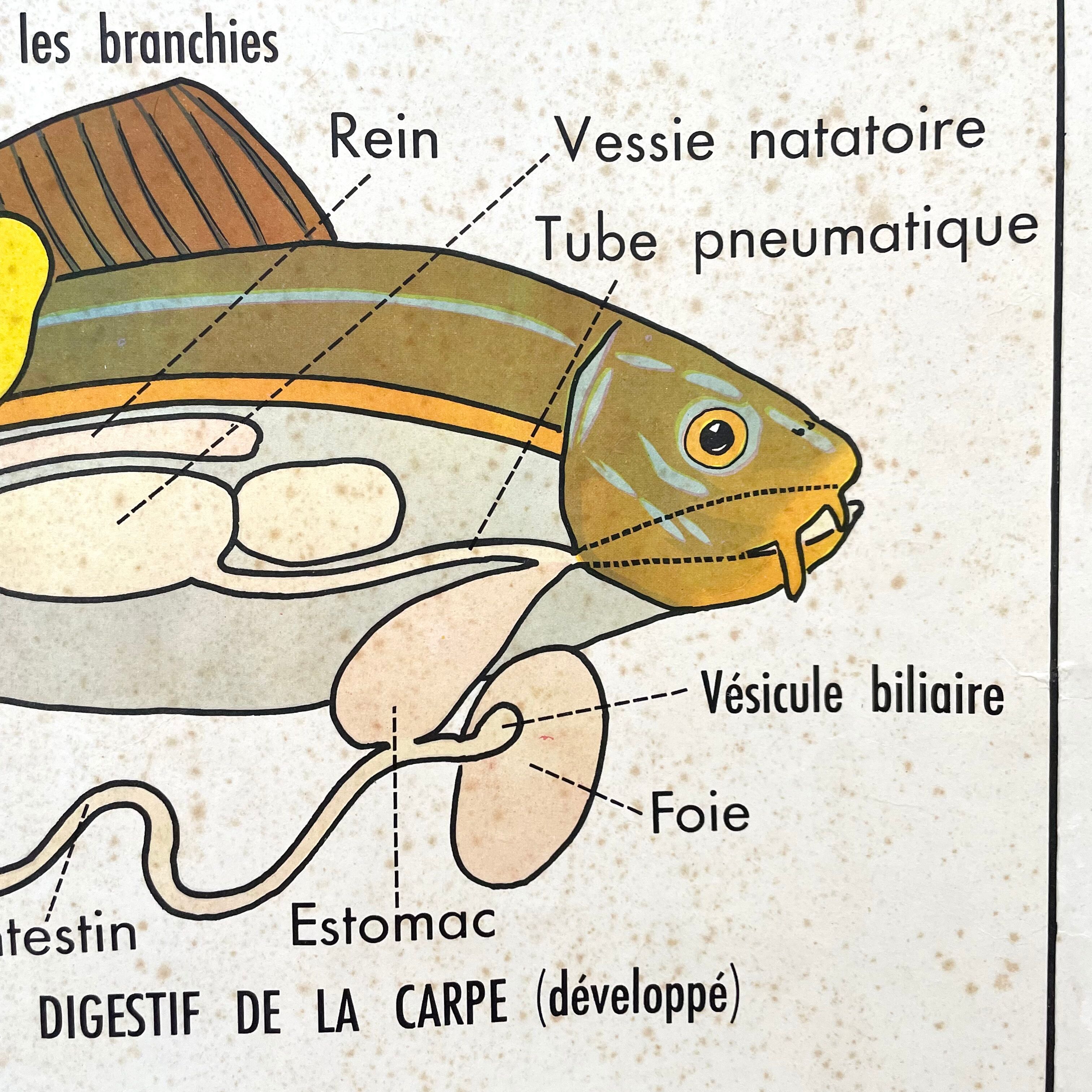 School poster the bee / The fish