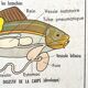 Affiche scolaire l’abeille / Les poissons