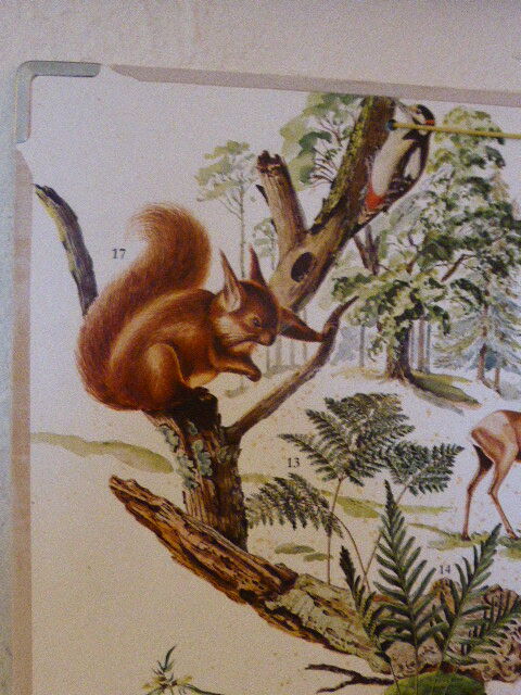 School and pedagogical poster, old cardboard, Herbier Eleven Bossen, vintage