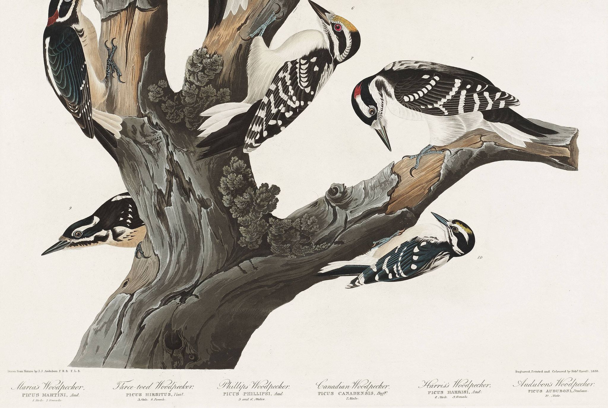 Affiche sur les pics, d’après une gravure ancienne de 1827.