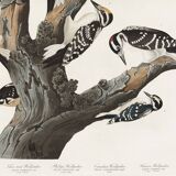 Poster about the peaks, based on an old engraving from 1827.