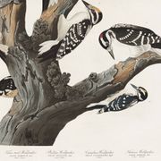 Affiche sur les pics, d’après une gravure ancienne de 1827.