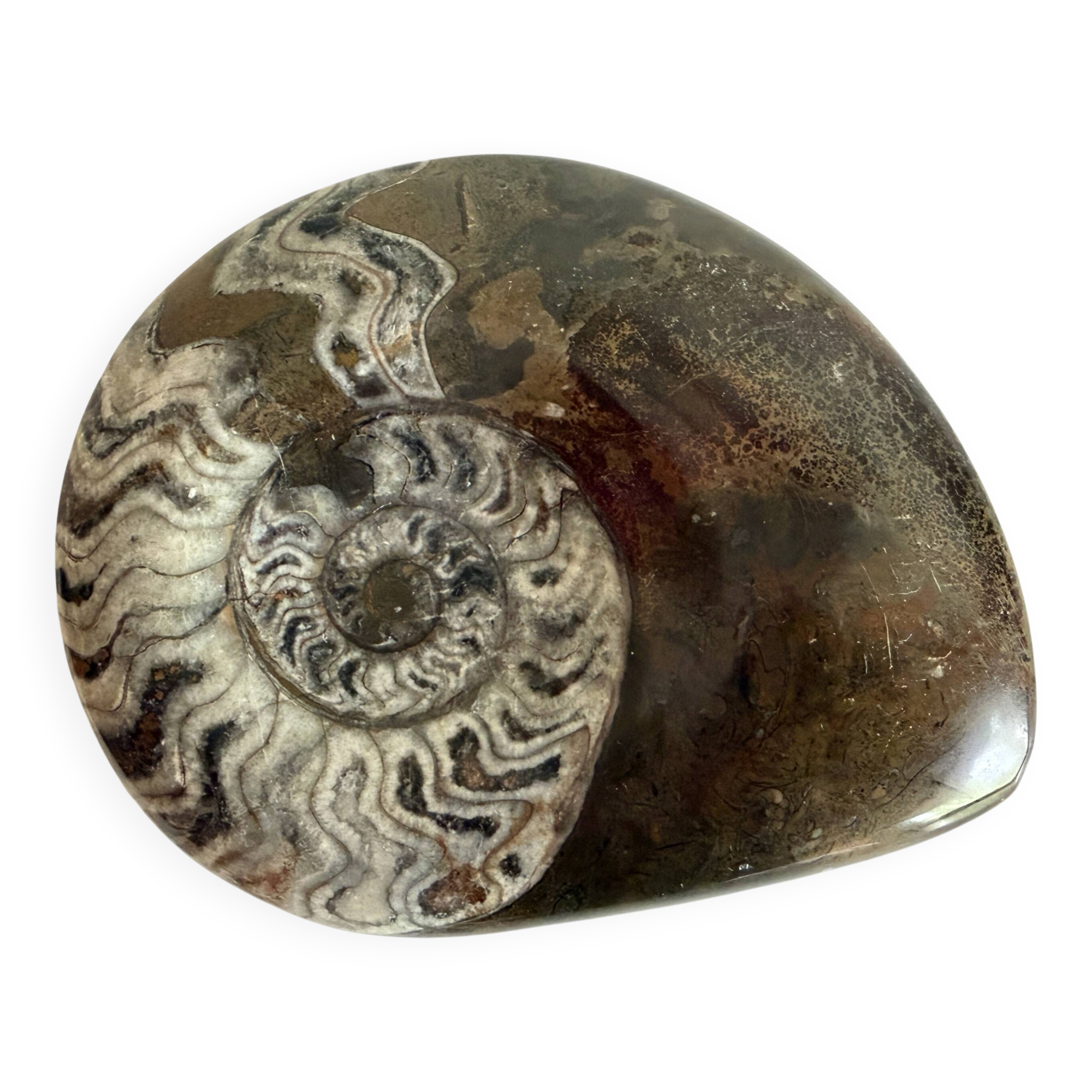 Fossil ammonite