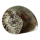 Fossil ammonite