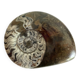 Fossil ammonite