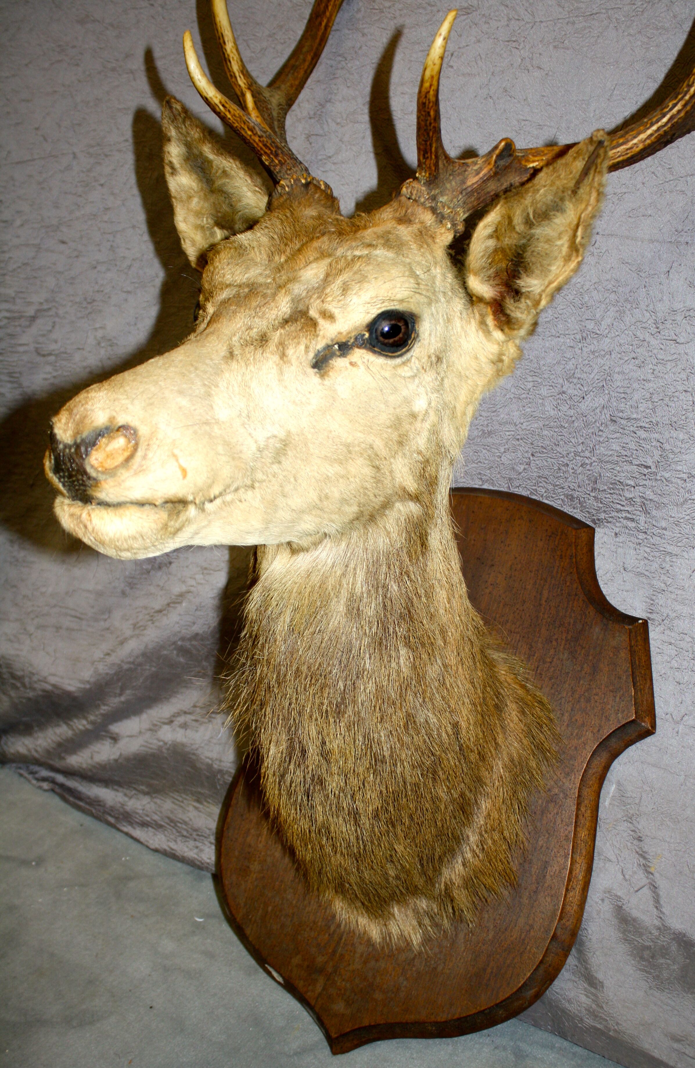 Deer head 10 horns