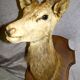 Deer head 10 horns