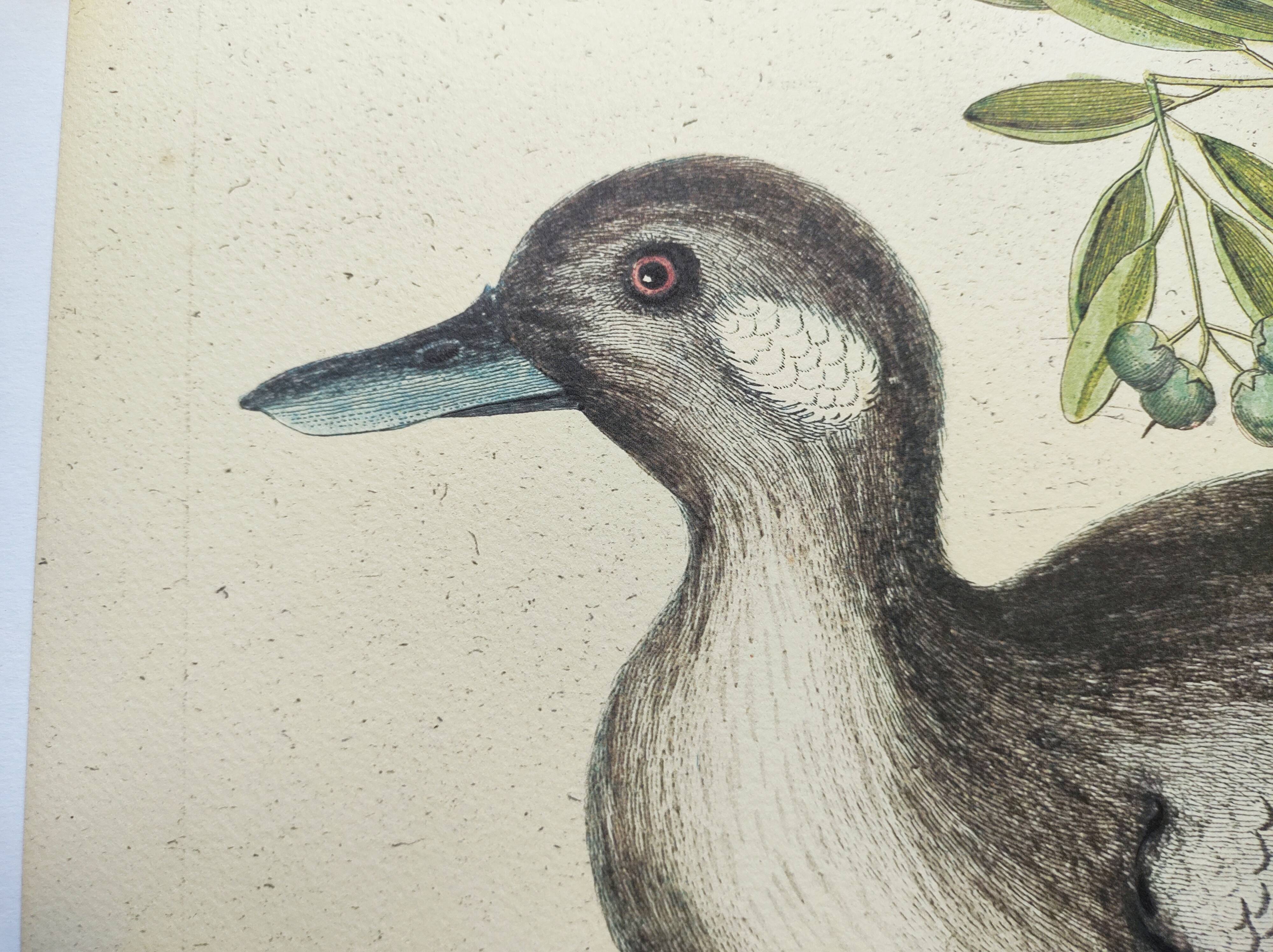 Antique bird engraving - Brown Duck - Seligmann plate nature image