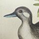 Gravure ancienne oiseau -Canard Brun- Planche de Seligmann image nature