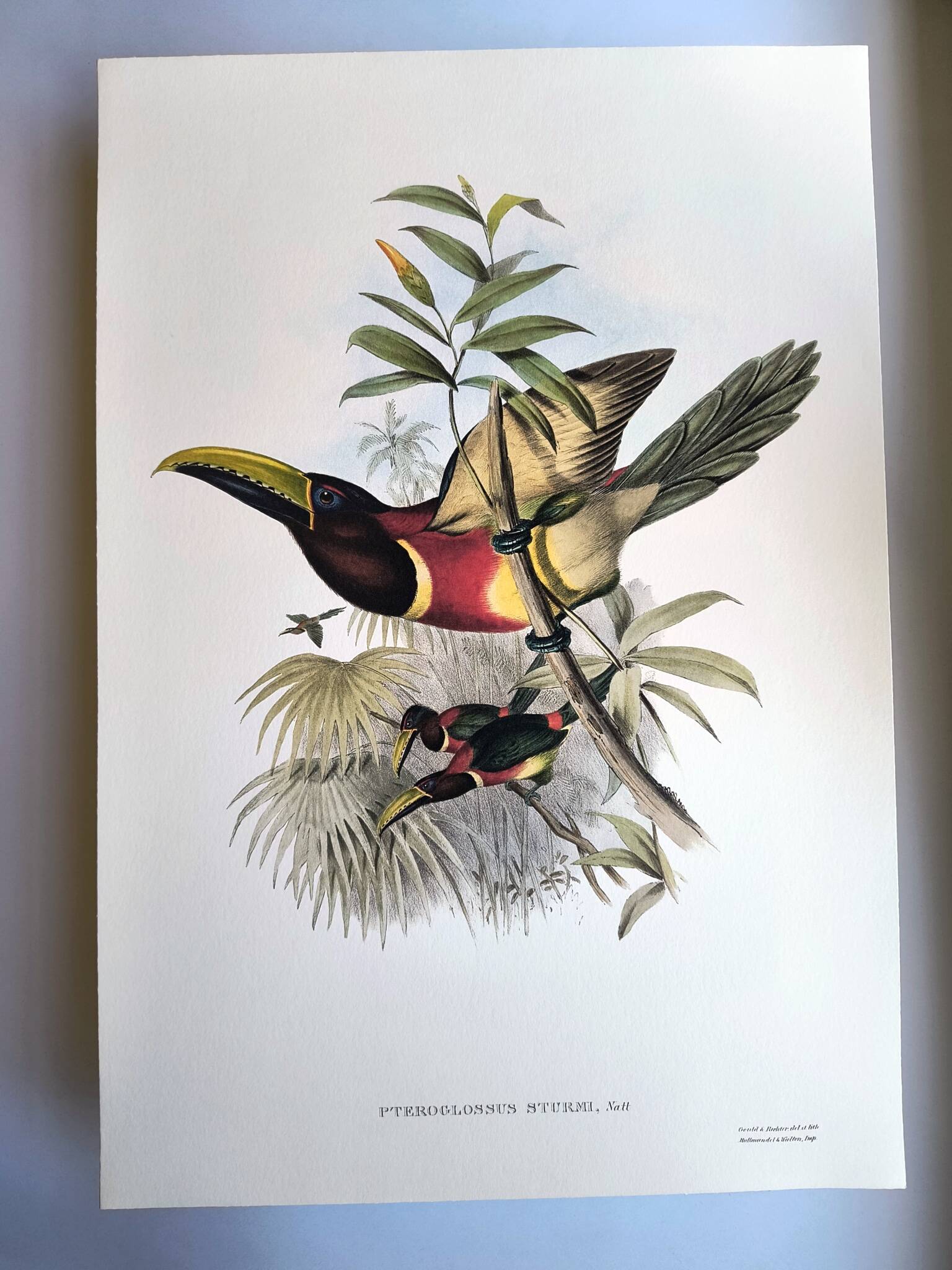 Vintage illustration. J. Gould's Double-collared Araçari – toucan birds