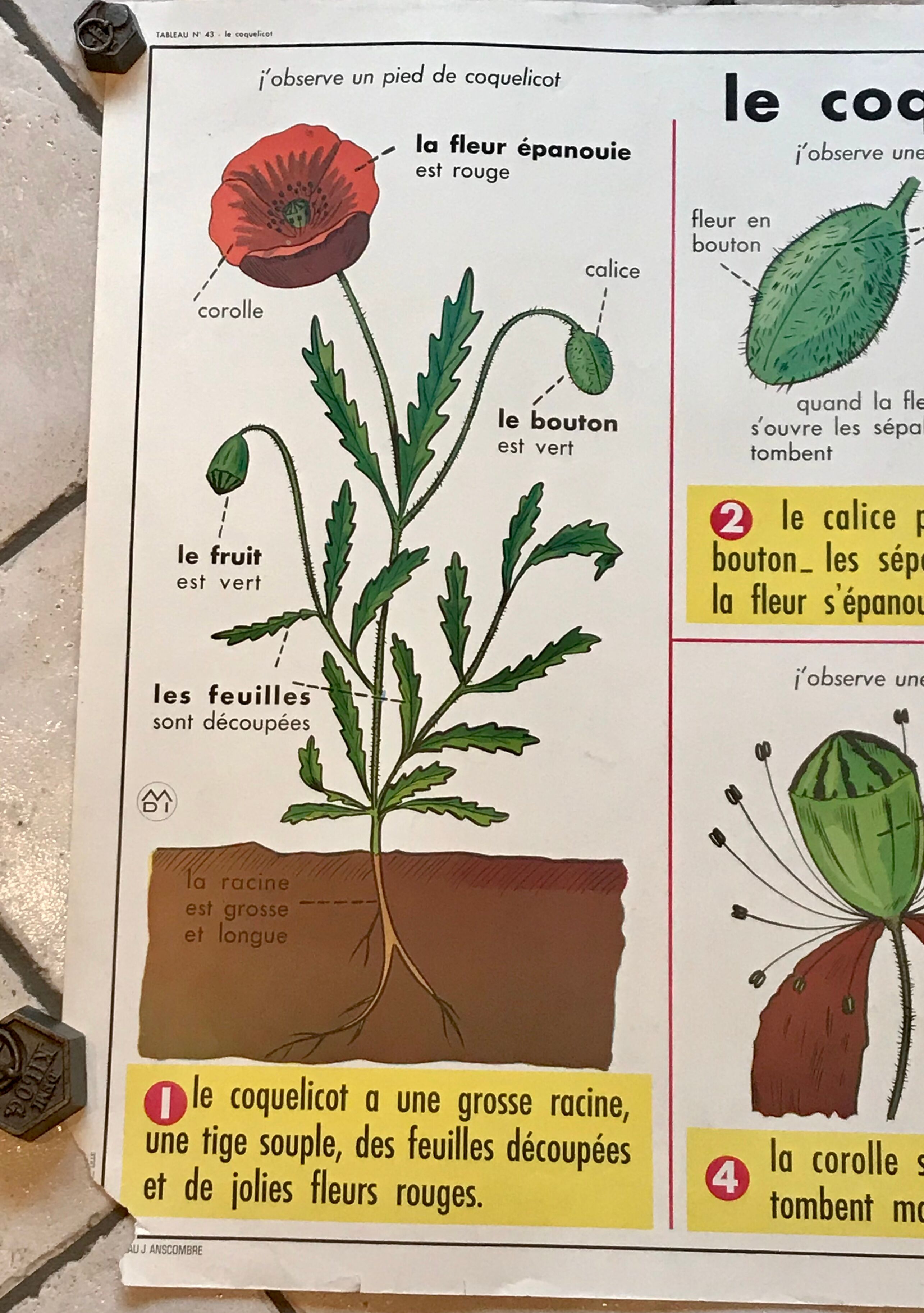 educational poster biology "The cherry" and "The poppy" 50s