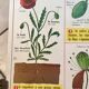 educational poster biology "The cherry" and "The poppy" 50s