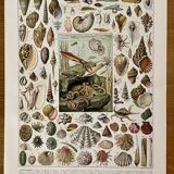 Lithographie sur les mollusques - 1930