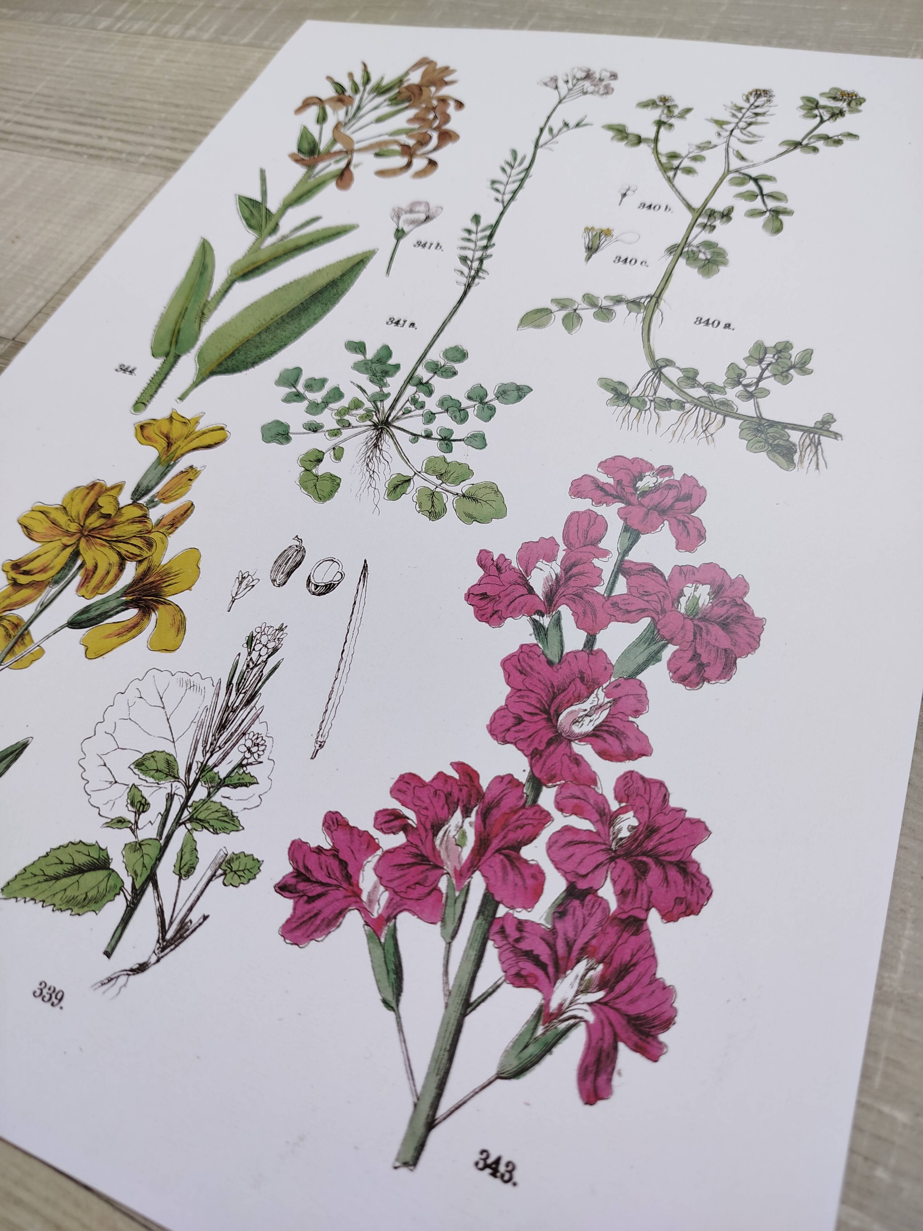 Plant poster based on an 1881 engraving "wallflower"