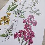 Affiche sur les plantes d'après une gravure de 1881 "giroflée"