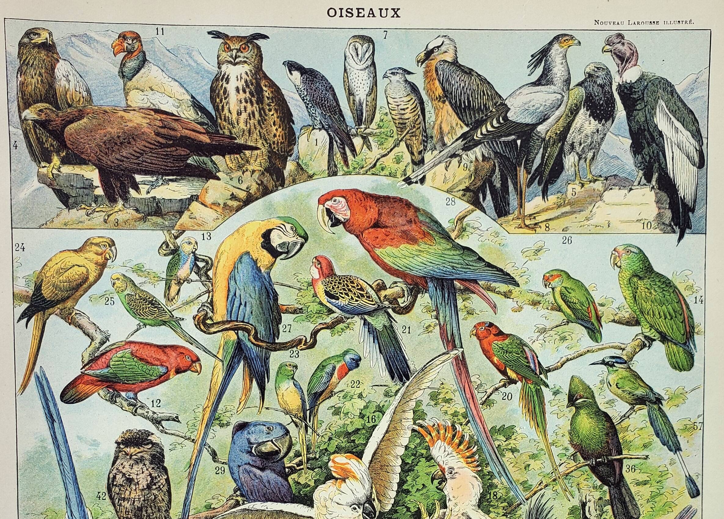 Gravure ancienne 1898, Oiseaux 1: espèces, rapaces • Lithographie, Planche originale
