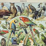 Old engraving 1898, Birds 1: species, raptors • Lithograph, Original plate