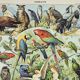 Gravure ancienne 1898, Oiseaux 1: espèces, rapaces • Lithographie, Planche originale