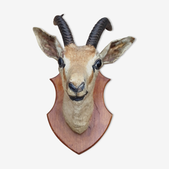 Bubal antelope head