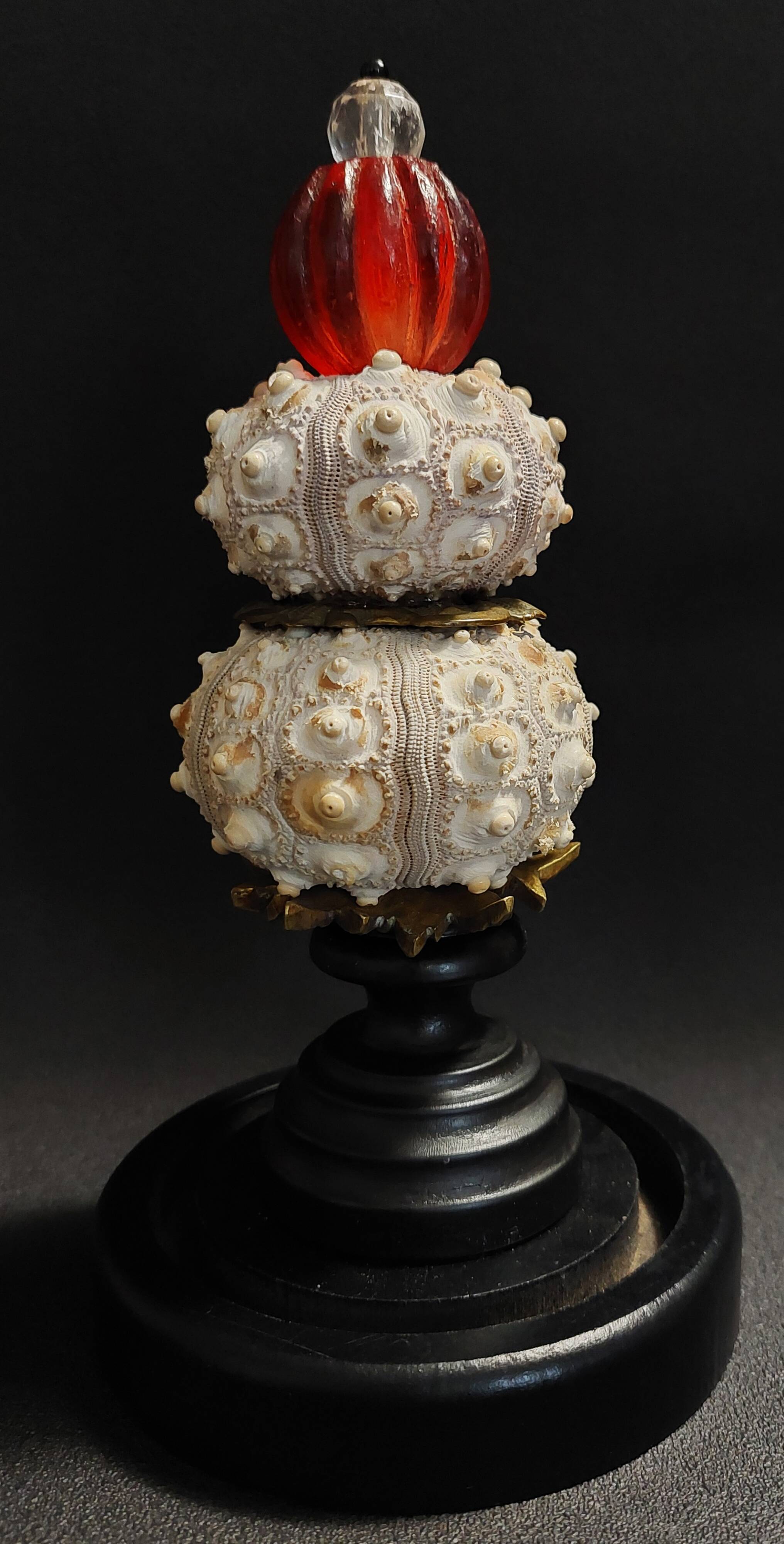 Cabinet of Curiosities globe with sea urchins phyllacanthus imperialis
