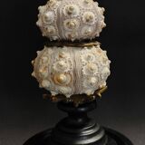 Cabinet de Curiosités globe aux oursins phyllacanthus imperialis