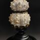 Cabinet of Curiosities globe with sea urchins phyllacanthus imperialis