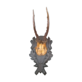Chevreuil encadré taxidermie