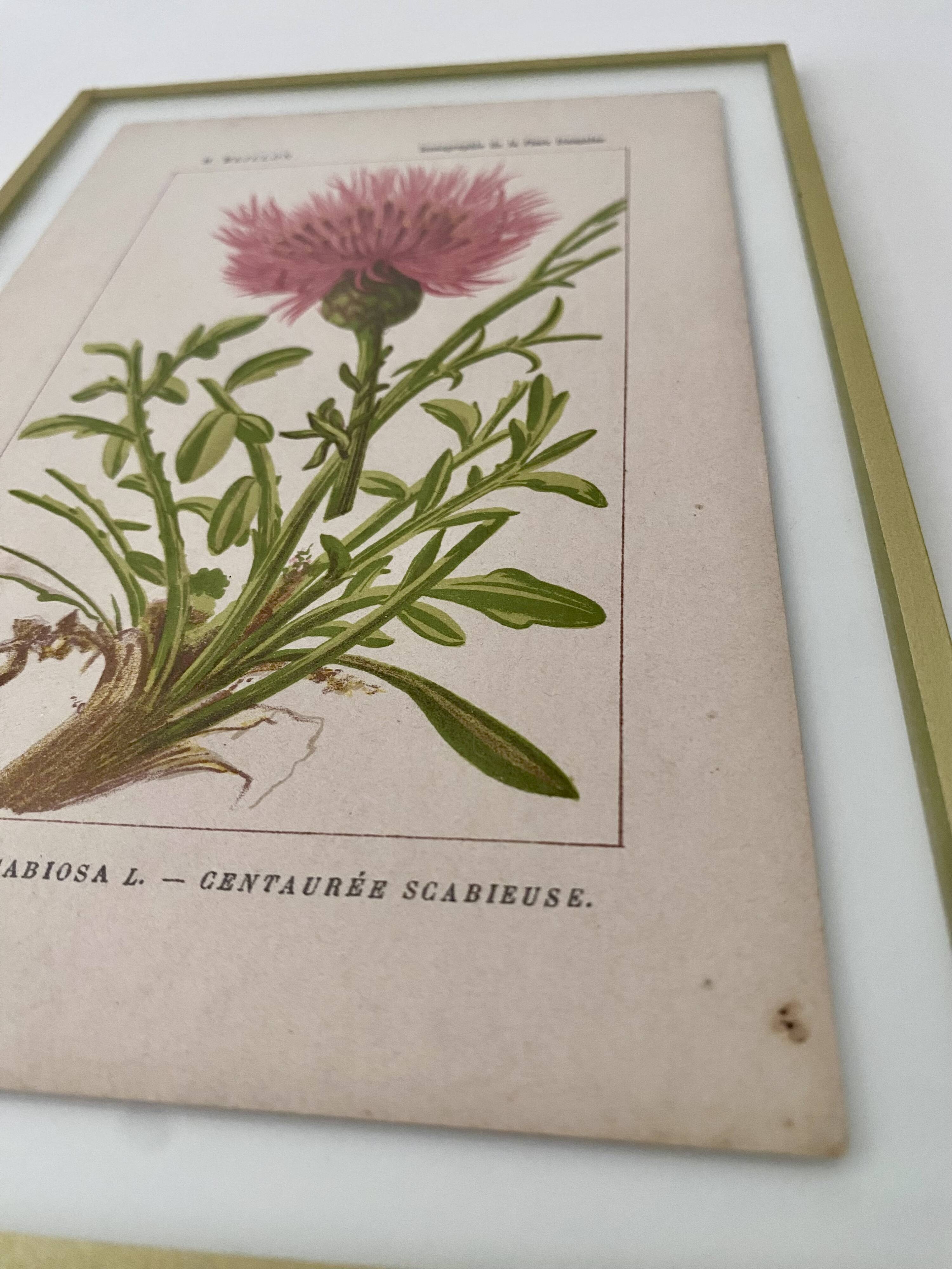 Botanical plate