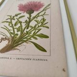Botanical plate