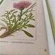 Botanical plate