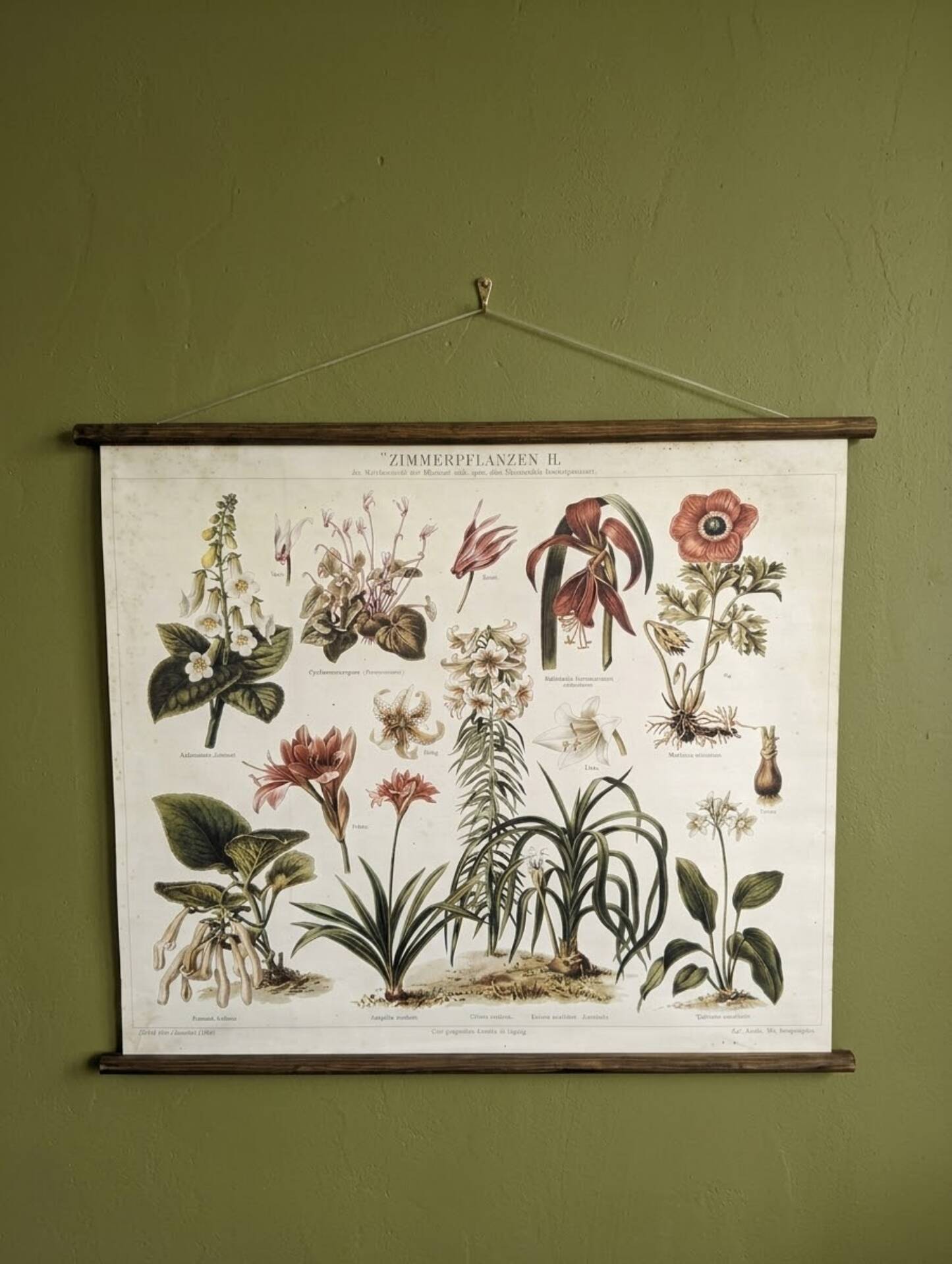 wall poster reproduction of an antique botanical plate
