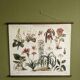wall poster reproduction of an antique botanical plate