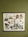 wall poster reproduction of an antique botanical plate