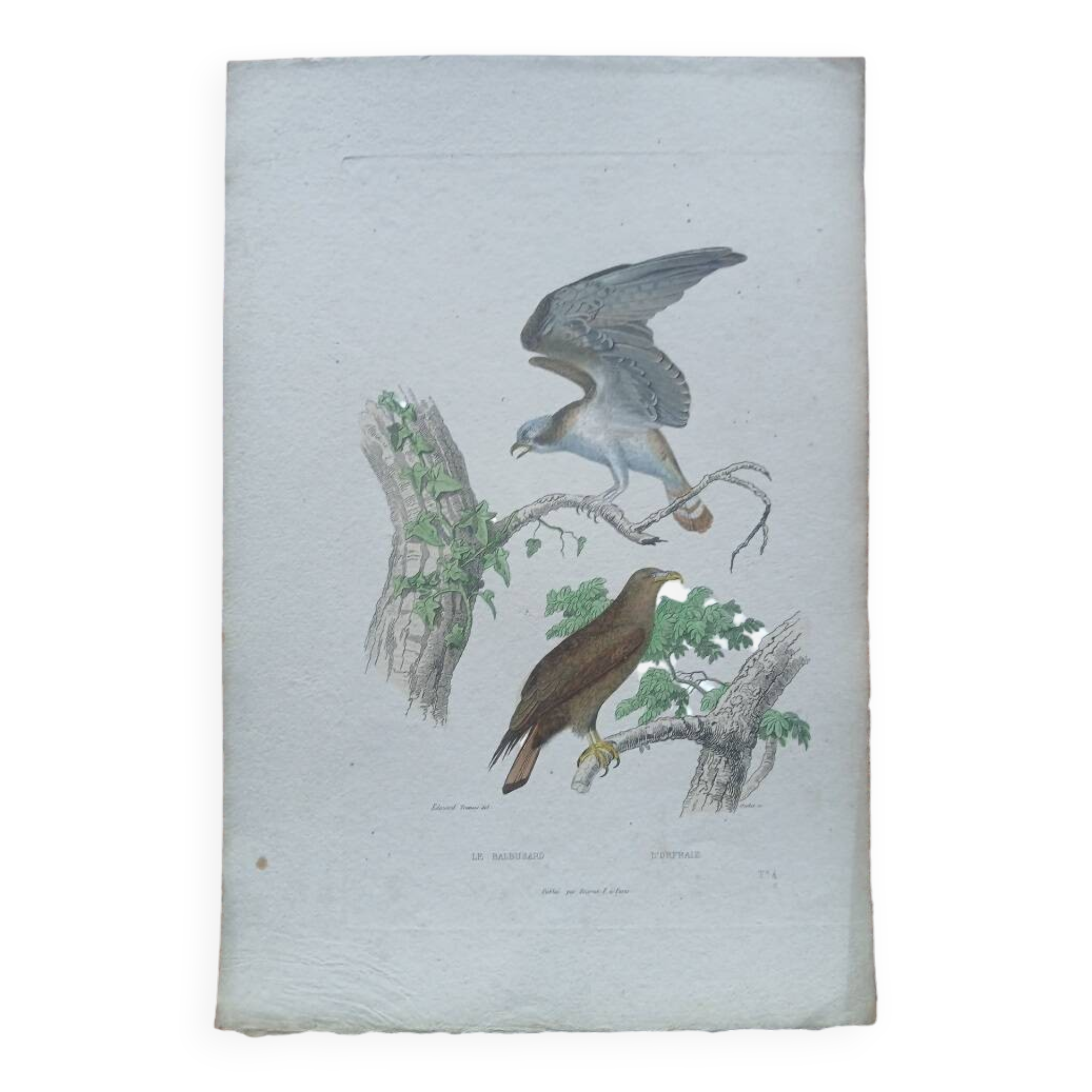 Poster - 19th century zoological engraving of birds - osprey - osprey
